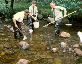 An photograph of early electrofishing in the 1960s by staff from the Freshwater Fisheries Laboratory in the Girnock Burn. Three people are standing in a river wearing waders shirts and ties. Staff variously holding nets, an early example of an anode and a bucket.  