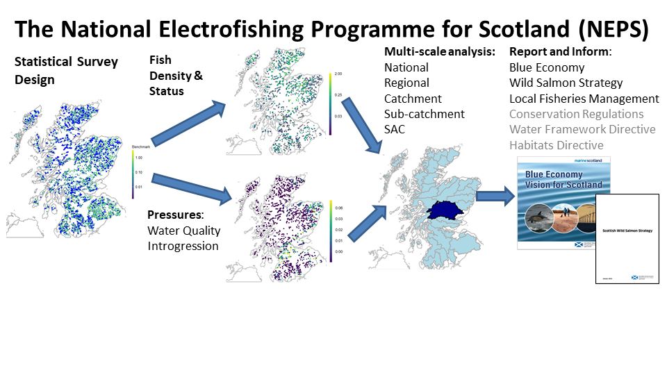 4 panel schematic showing how electrofishing data can be used to provide information on fish abundance and status at a range of spatial scales from individual sites to whole countries, informing policy and management decisions. Figure taken from NEPS 2021 report. 