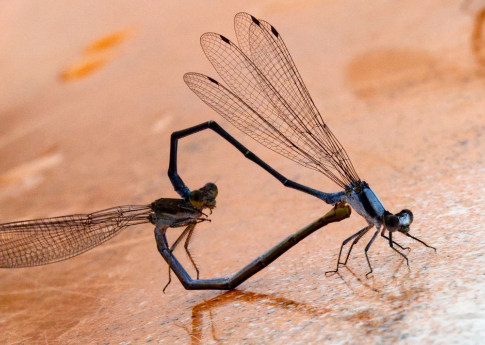 damselflies forming a heard shape with their long abdomen bits as they...couple, you know, fornicationly 