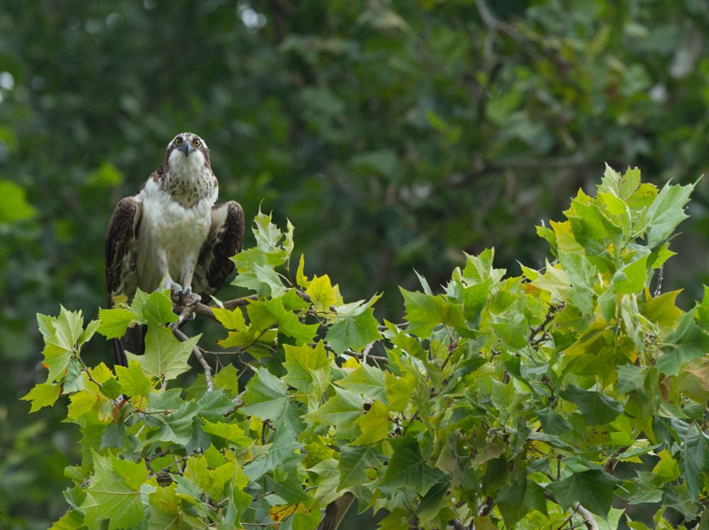 osprey looking directly at the camera, sitting on maple tree branch