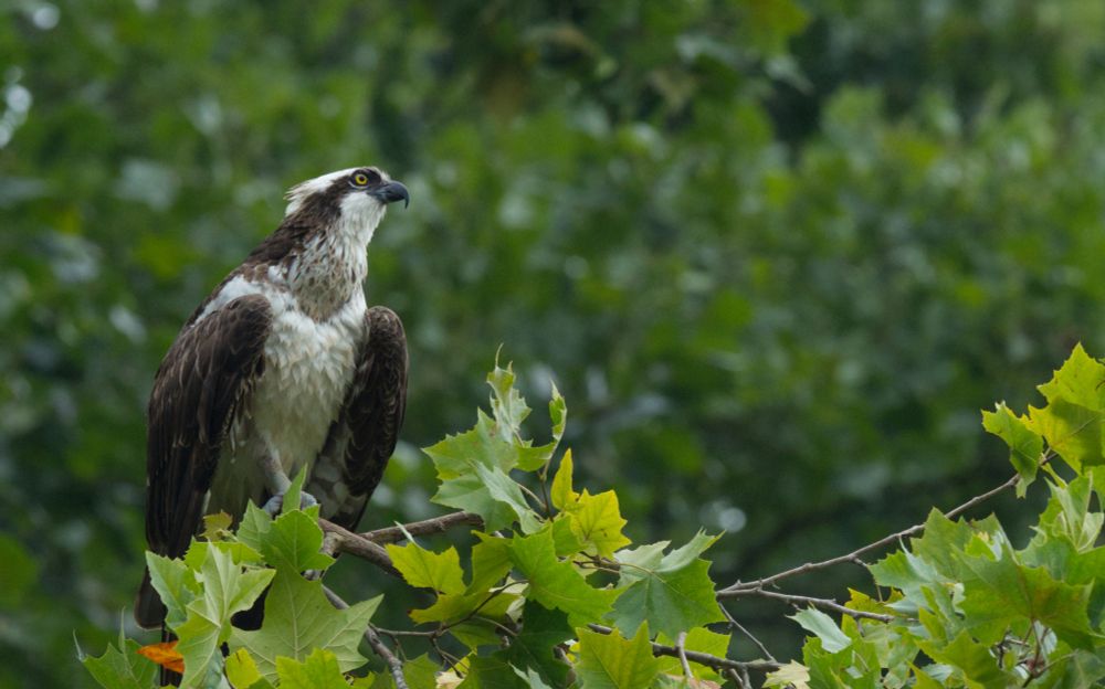 same osprey on maple tree branch from side view, looking extremely handsome, very probably its Good Side