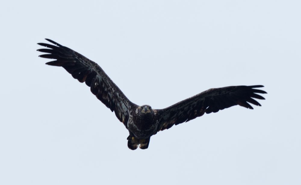a bald eagle not yet old enough to be "bald" (speckled brown rather than white head and tail) flying, head-on, staring at my/your face