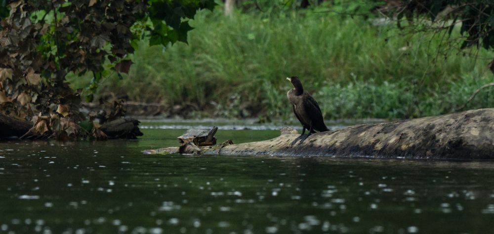 a rather large turtle and a cormorant sit on the same rock, looking, I think somewhat awkwardly, in one another's direction