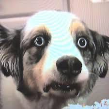 A much-memed grey and white dog named “Stains” with wide, piercing eyes stares hungrily at some cupcakes with blue frosting that are just off-camera. He is utterly fixated on the food and his lips are glistening with drool.