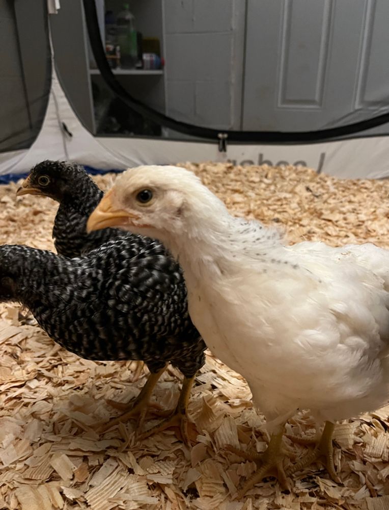 A small white chicken with speckled black feathers around her neck is curiously looking at the camera from the side. That’s Thalia. In the background are two black & white speckled chickens. The one whose face is visible is Amelia! They all stand on a bed of pine litter in their basement brooder. 