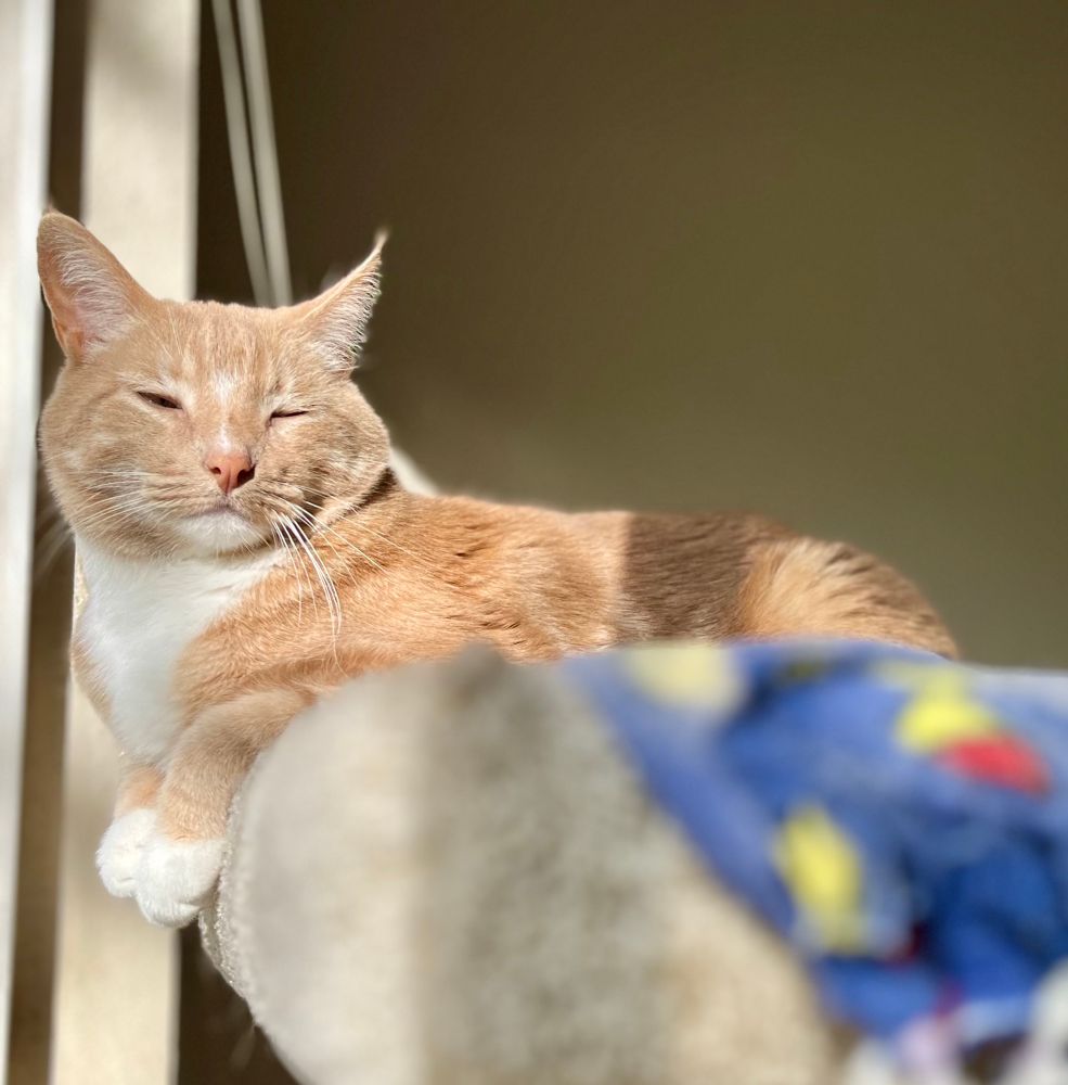 A mature ginger cat sits on a cat tree that is padded by a blue blacker. His paws hang over the side of the cat tree platform, as close to the open window as he can be. His face looks content, the camera has caught him mid-blink. 

It’s a sunny day outside and the birds are singing. Sun washes over his orange fur.