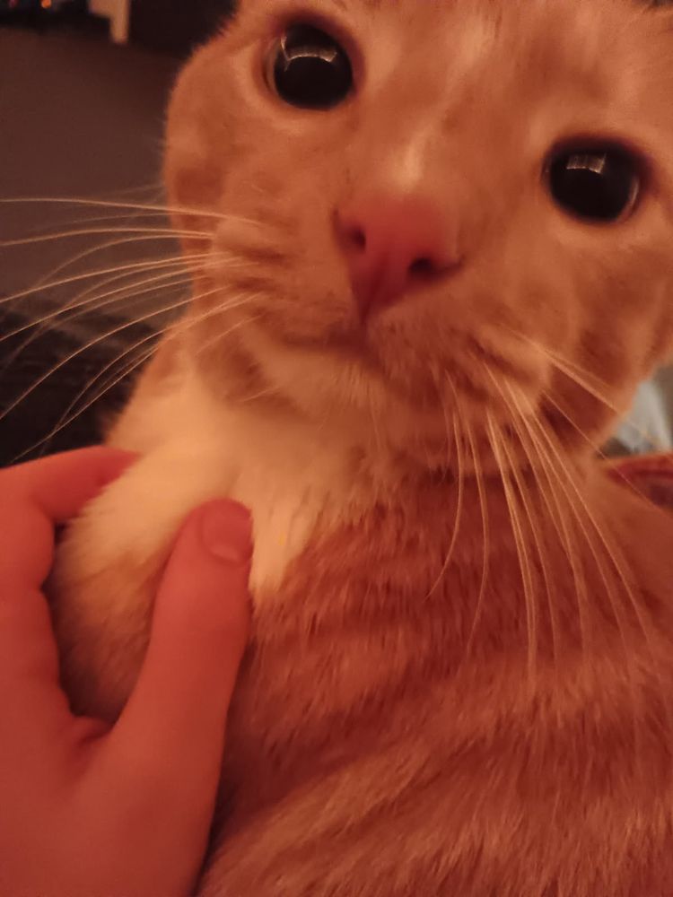 A mature ginger tabby looks at his youngest human, eyes bright with mischief and love.