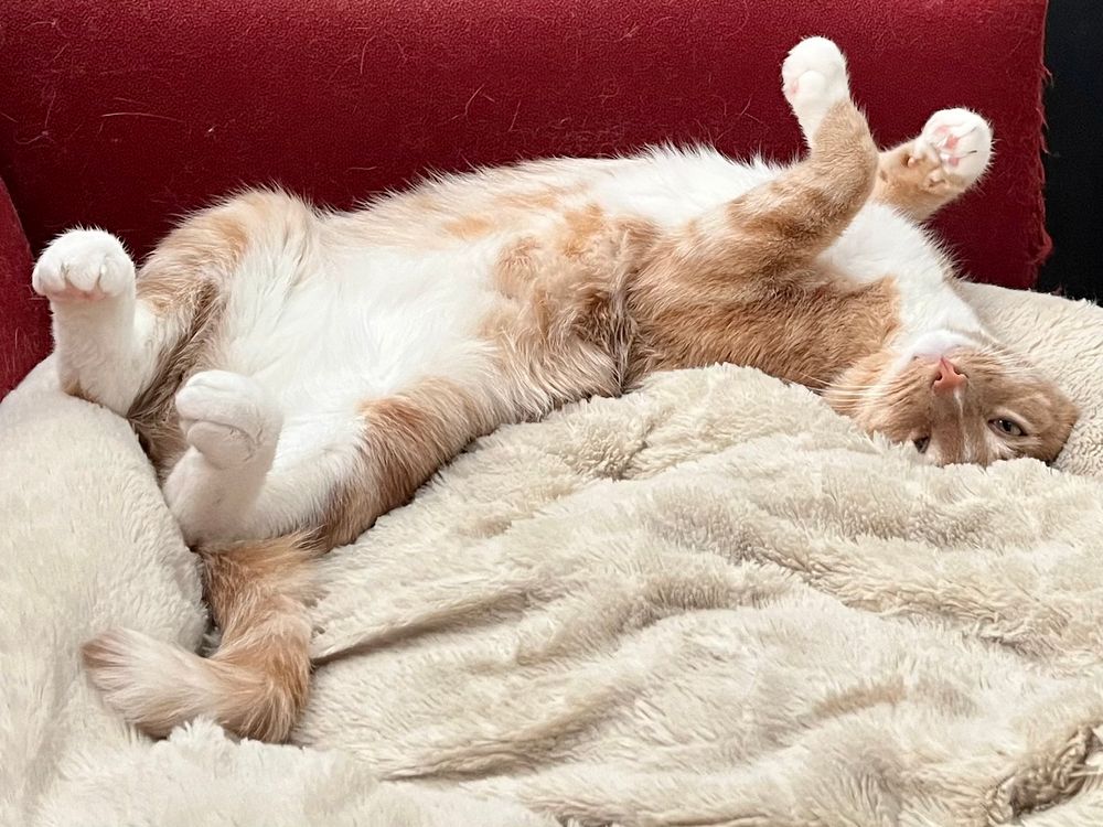 A mature ginger tabby lays on his back with his paws up, like oiling goody with his head upside down. He is on a large, cream-colored cat bed.