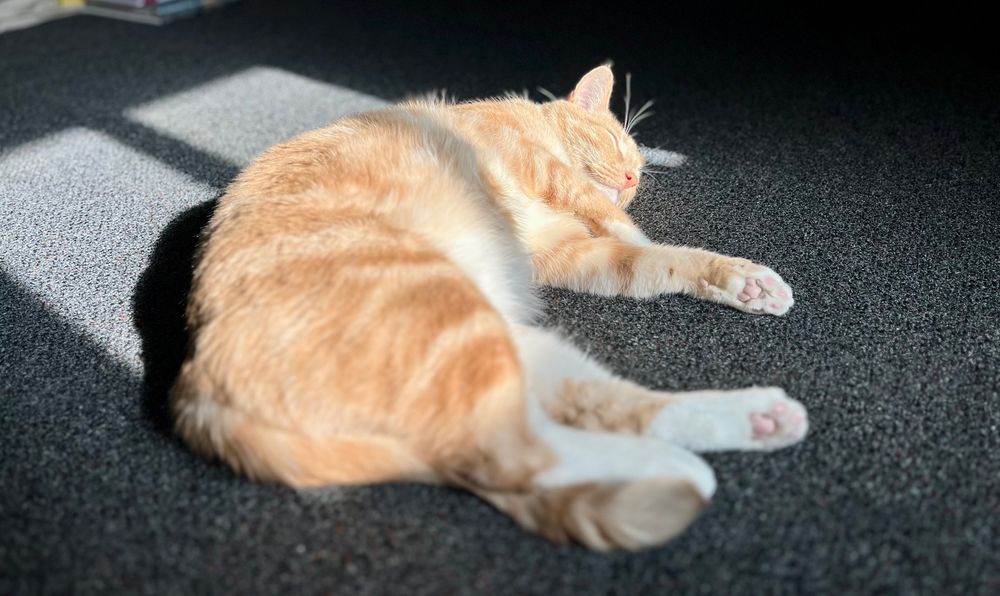 A mature ginger tabby lays on his side in a patch of morning sun. His tail is tucked underneath his back leg, his head is plopped on the carpet, his eyes shut tight, he is so happy.
