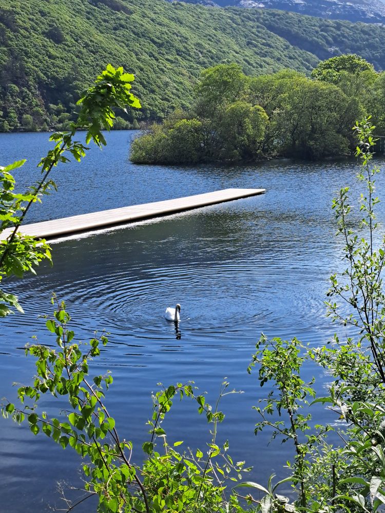 Swan on lake (Llyn Padarn) on sunny day with vegetation in the foreground.