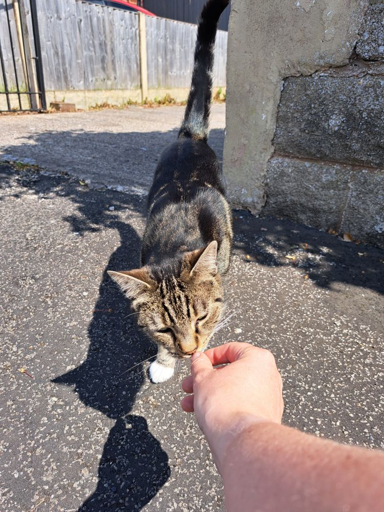 A tabby cat sniffing the hands of a Keep Wales Tidy Litter surveyor