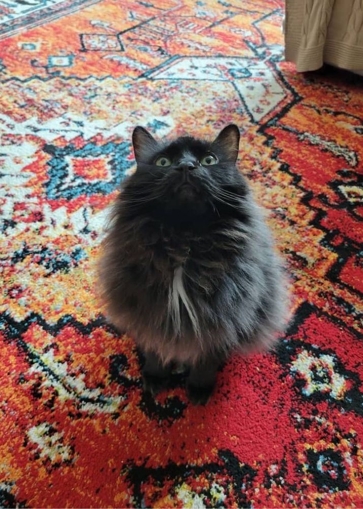 A black cat looking up
