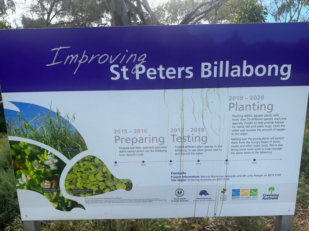 The restoration of the billabong