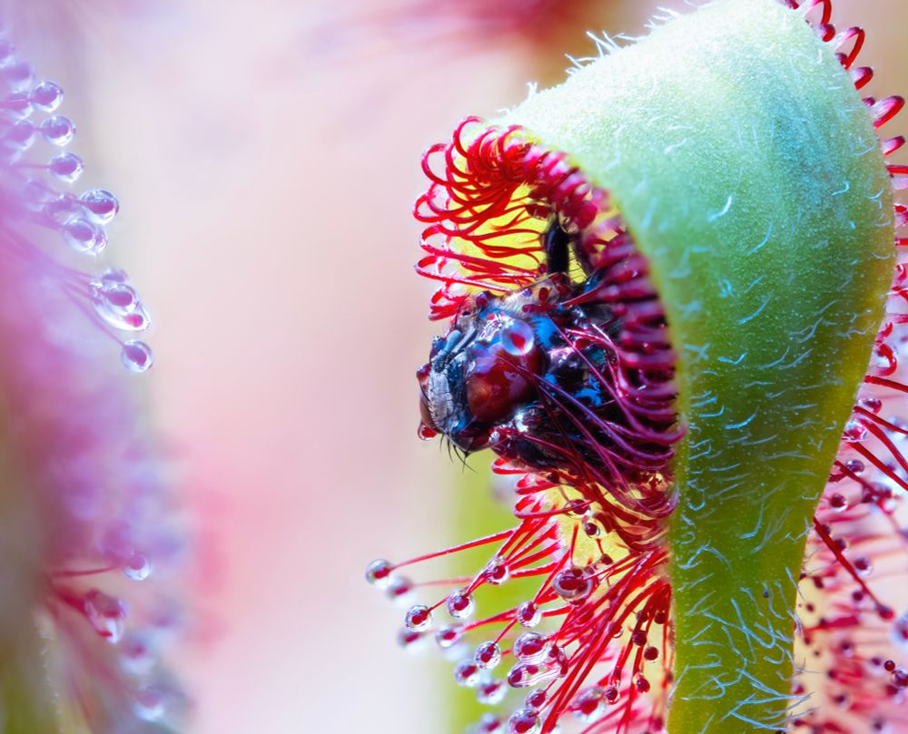 My sundew (Drosera x Intruder) eating a fly. 