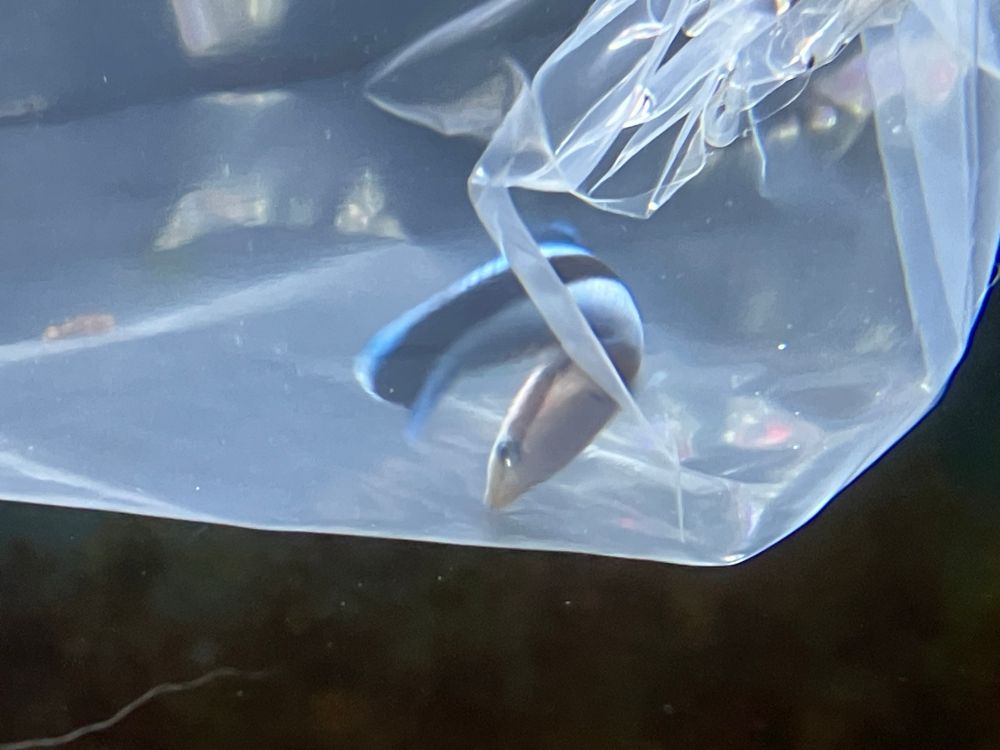 Ribbon peering at her vast new reef digs. There should be tonnes of room for her to explore and hunt parasites!