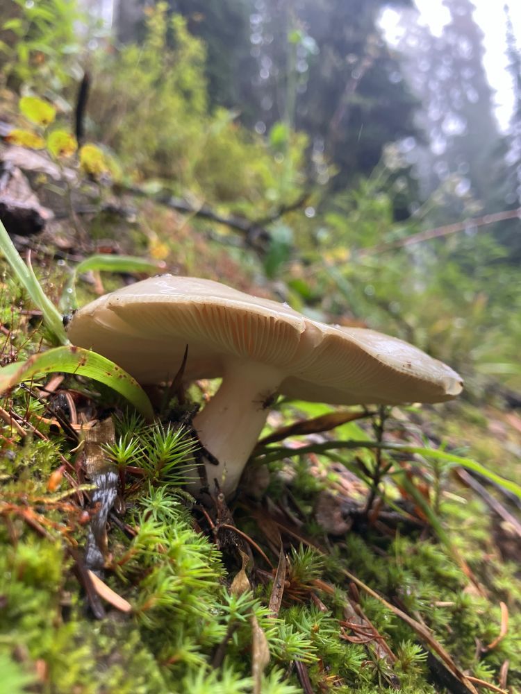 A beautiful cream coloured wild mushroom of unknown species sprouts from a mossy slope in a lovely green forest.