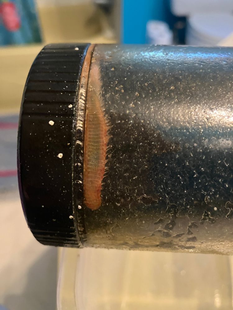 Same as previous but with some changes in the worm's pose showing that it hasn't moved.