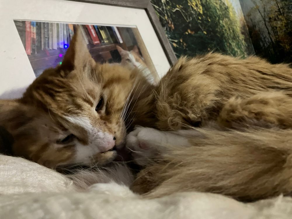 More adorable furtive toebean care from the fluffy little man.