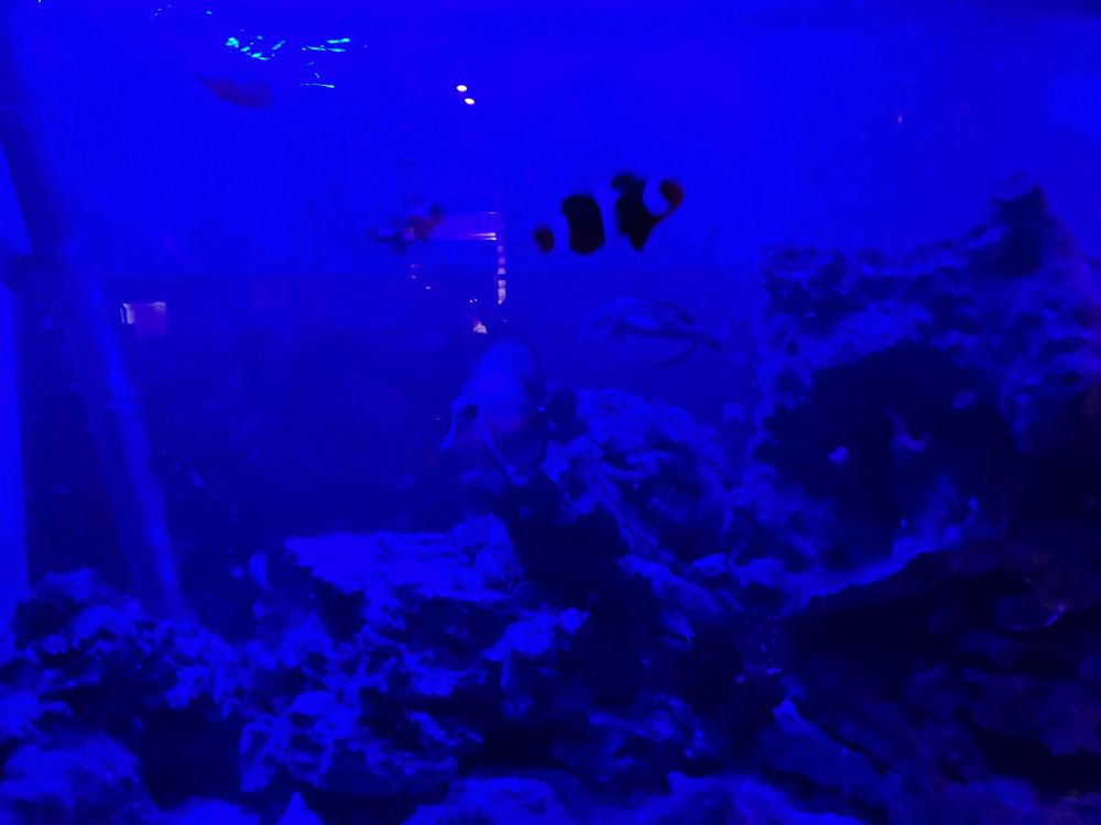 Hidden in vivid blue shadow: my idiot but beloved marine fish. 
