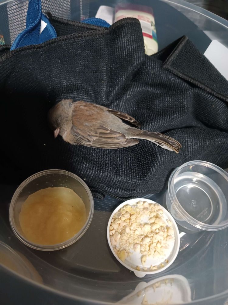 Some bird, in a blanket, with food and water