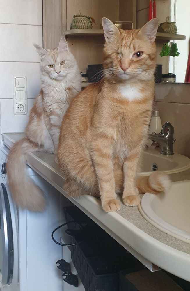 Ein roter einäugiger Kater und eine rote Langhaarkatze sitzen im Bad auf dem Waschtisch und beobachten eine Person auf dem Klo (nicht im Bild, Foto ist aus der Perspektive der Person auf dem Klo, also meiner,  gemacht)