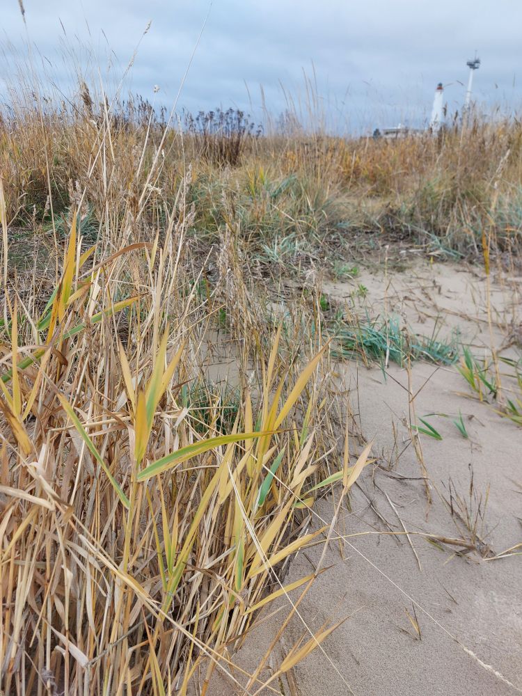 Keltaisia rannan ruokoja.