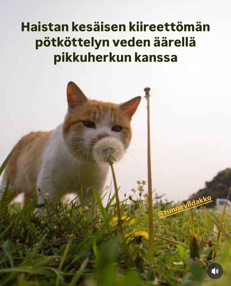 Kissa nuuhkii voikukan hahtuvapalloa: Haistan kesäisen kiireettömän pötköttelyn veden äärellä pikkuherkun kanssa.