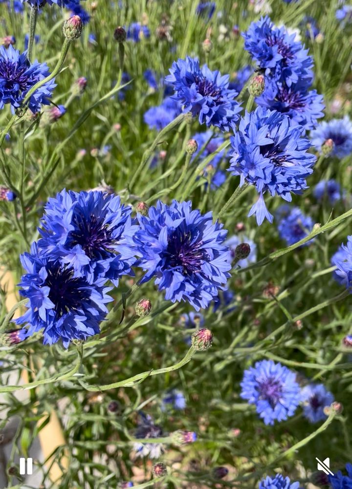 June bloom in the fields of Northern Italy. Lovely blue.