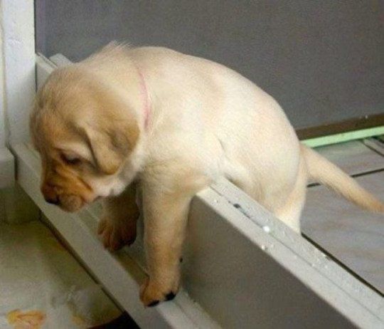 A chonky yellow lab puppy stuck hanging over the welping box wall 