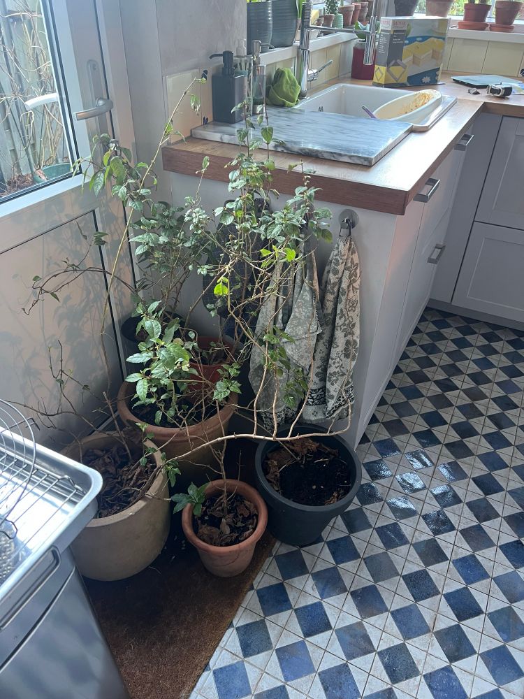 Fuchsias in a kitchen protected from the cold outside 