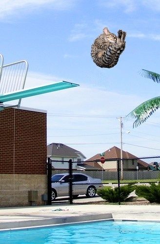 Savannah cat shoddily and hastily edited into a photo to look like he's diving off of a diving board into a swimming pool. 