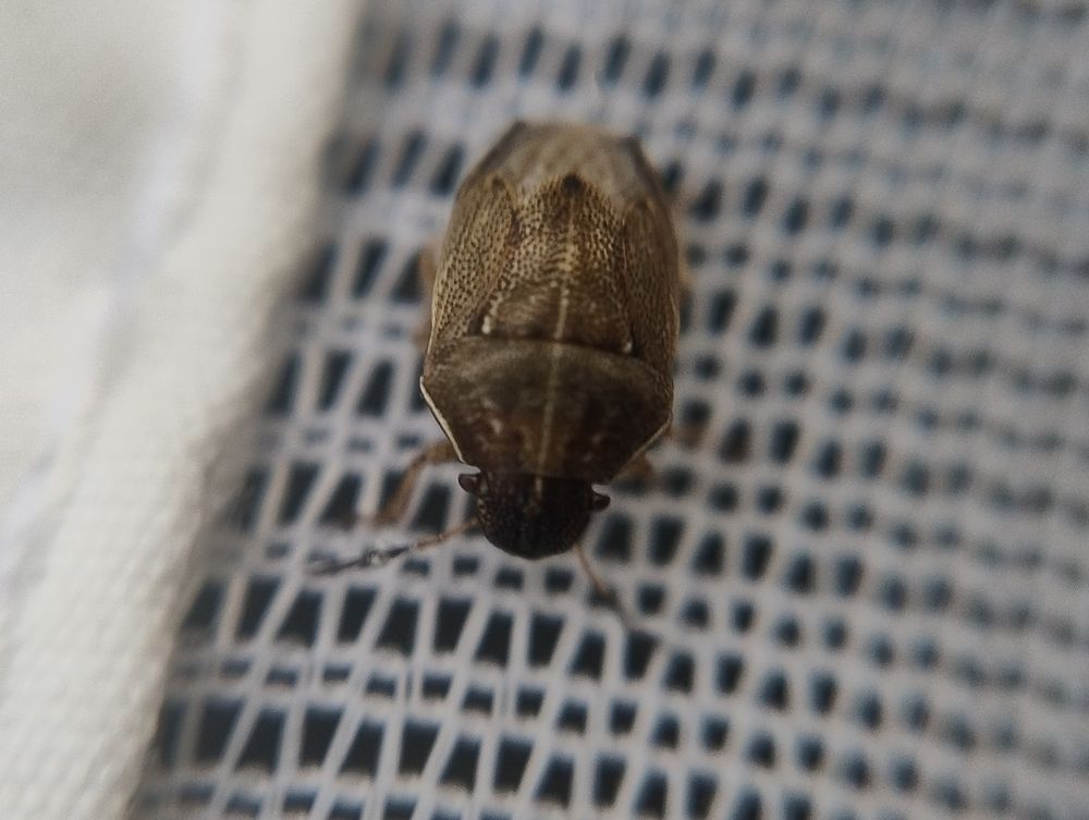 Closeup of a small brown bug with lighter dots and a central line, and a wide, flat face. On a white net.