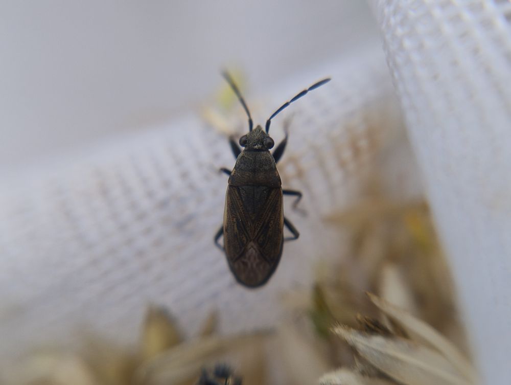 Brownish black bug with vague brown markings on a white net.