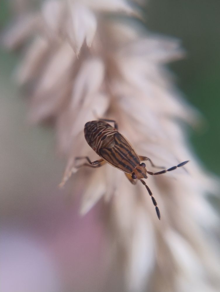 Brown bug nymph with red and black stripes.