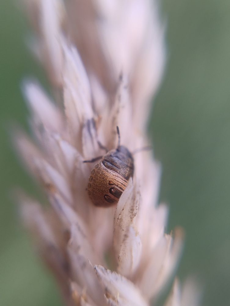 Round brown bug with a light brown abdomen, on grass seeds.