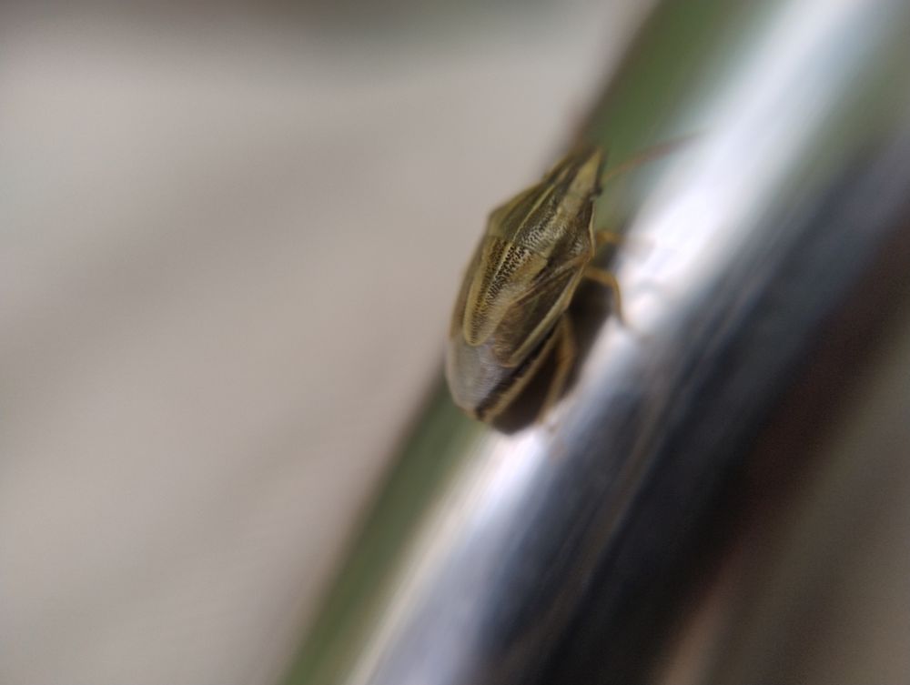 Diamond-shaped yellow bug with brown stripes on a metal pole.