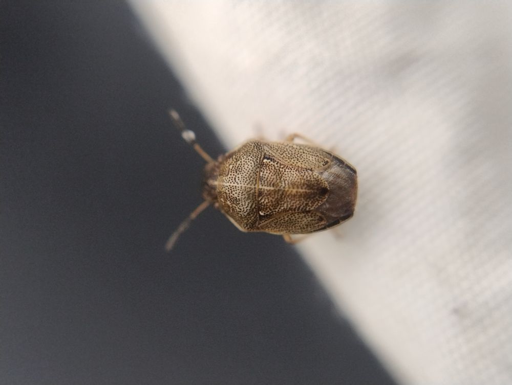 Closeup of a small brown bug with lighter dots and a central line, and a wide, flat face. On a white net.
