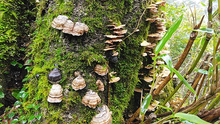 夜叉ヶ池の登山道にて。気に生えた苔とキノコ