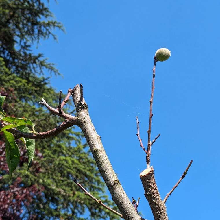 Photo of the top-most branch of a peach tree with a still small peach growing upwards at the very top. (Details: Two larger branches are visible that have been cut off and the visible part has very few leafs. The tree has been sick for several years now and is actually beginning to grow peaches and a somewhat dense leafage again.)