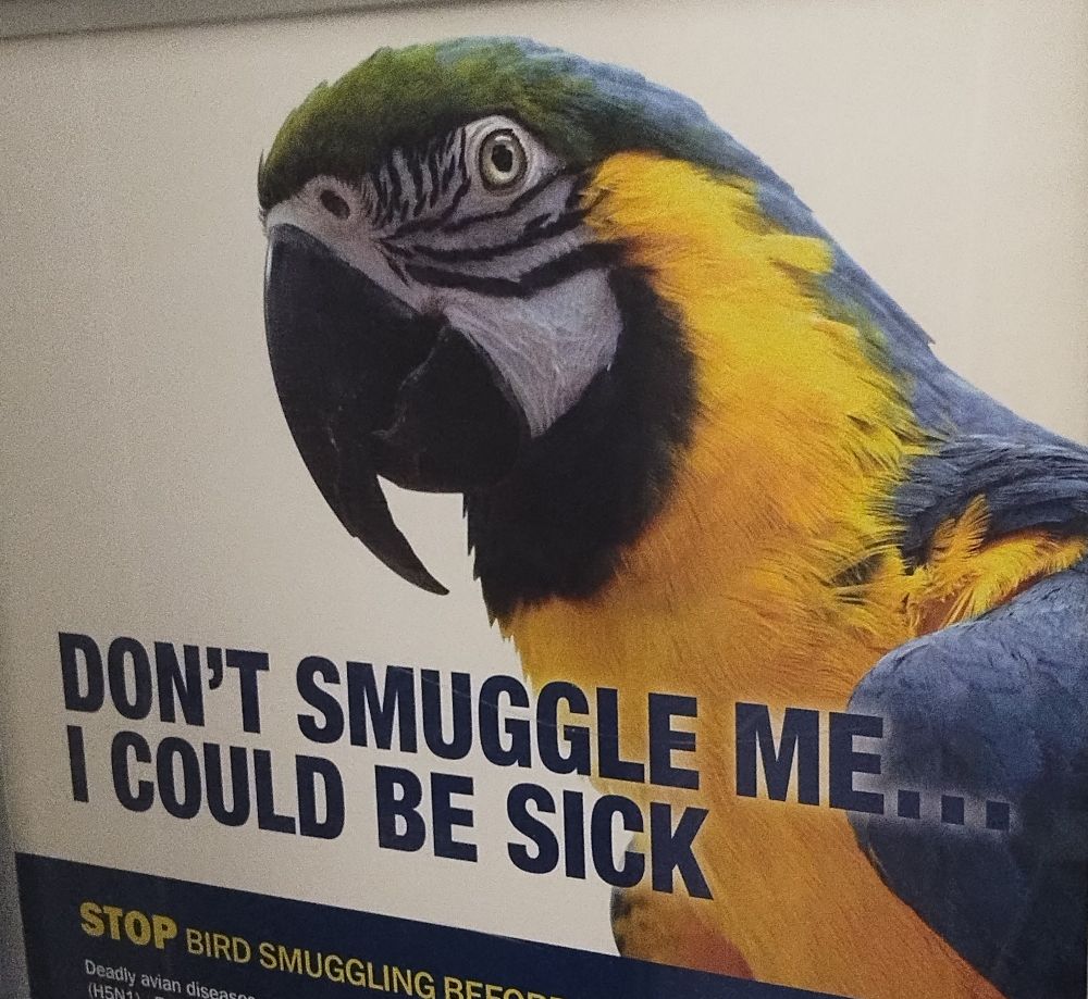 Image of a Blue Macaw with block text saying "DON'T SMUGGLE ME... I COULD BE SICK" taken at Customs in the Detroit Airport (DTW)