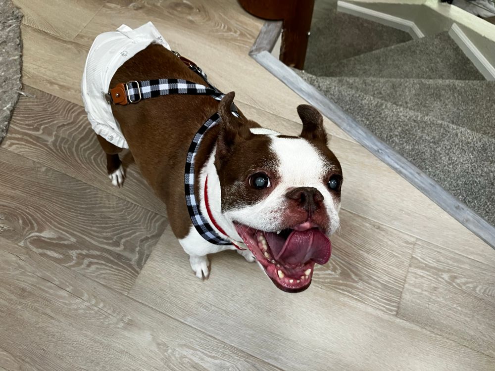 Boston terrier