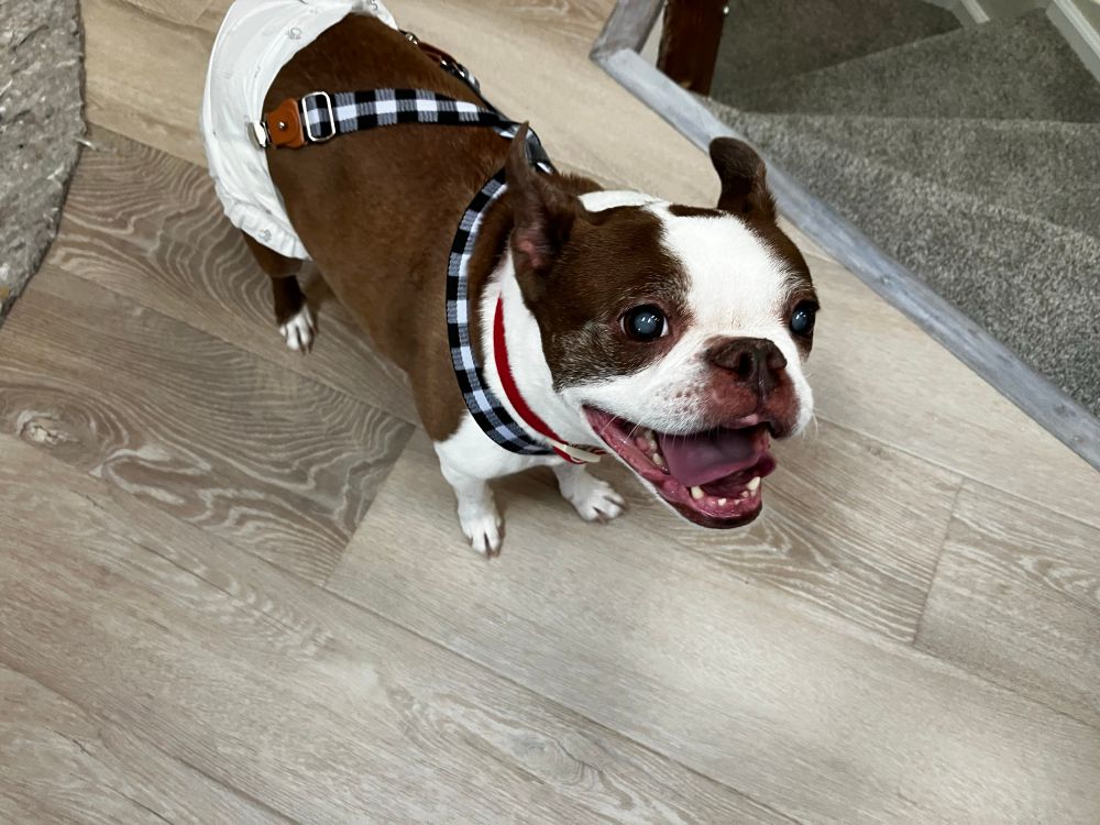 Boston terrier 
