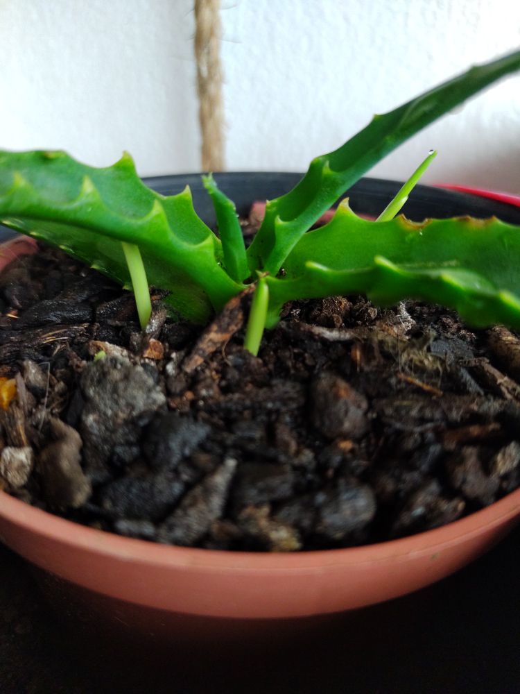 Muda de babosa num vaso com 3 galhos novos em lança. 
