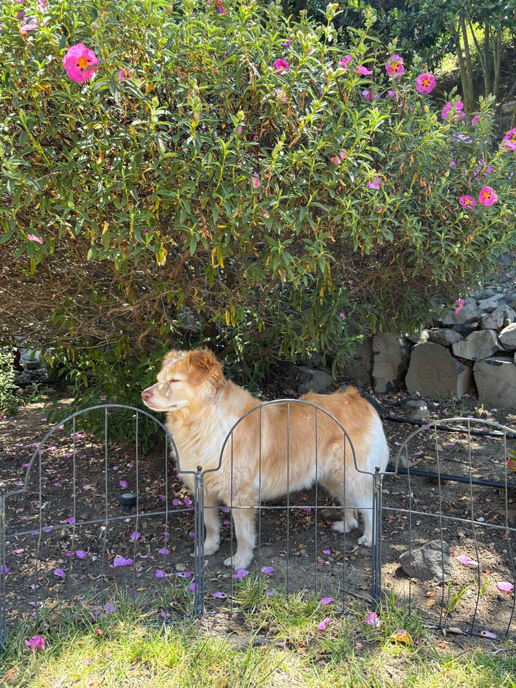 Blond and white dog standing under a flowering bush squinting and gazing into the distance 
