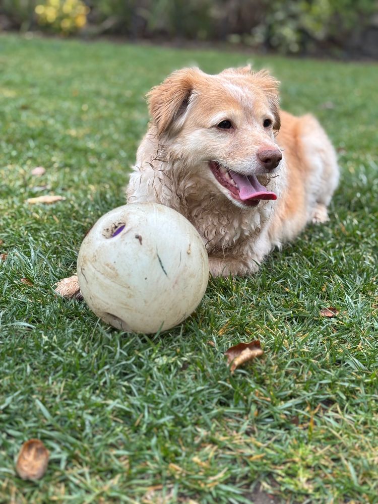 Muddy small blond dog grinning on grass with a wobble wag giggle ball in front of her 