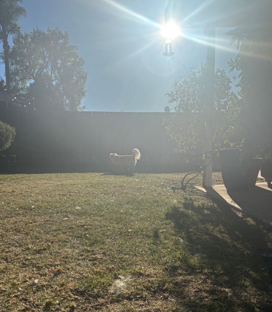 Sunshine shining behind a fence, green grass and a small dog in outline against the backdrop with an exceptionally defined tail 