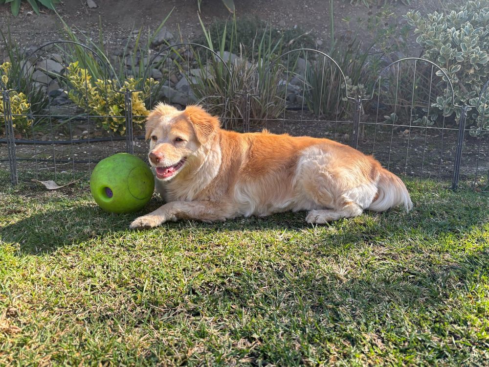 Small cream and blond fuzzy dog who is kind of like a mini Australian shepherd mix chilling with her green ball in the sunshine 