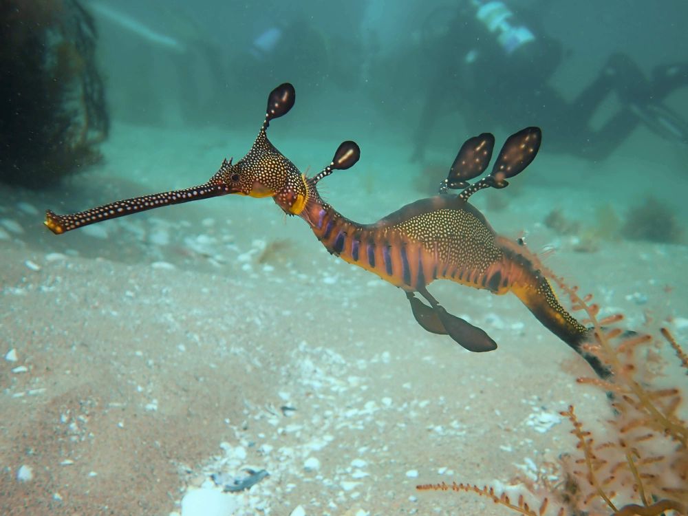 A weedy sea-dragon, the emblem of AMSA Victoria