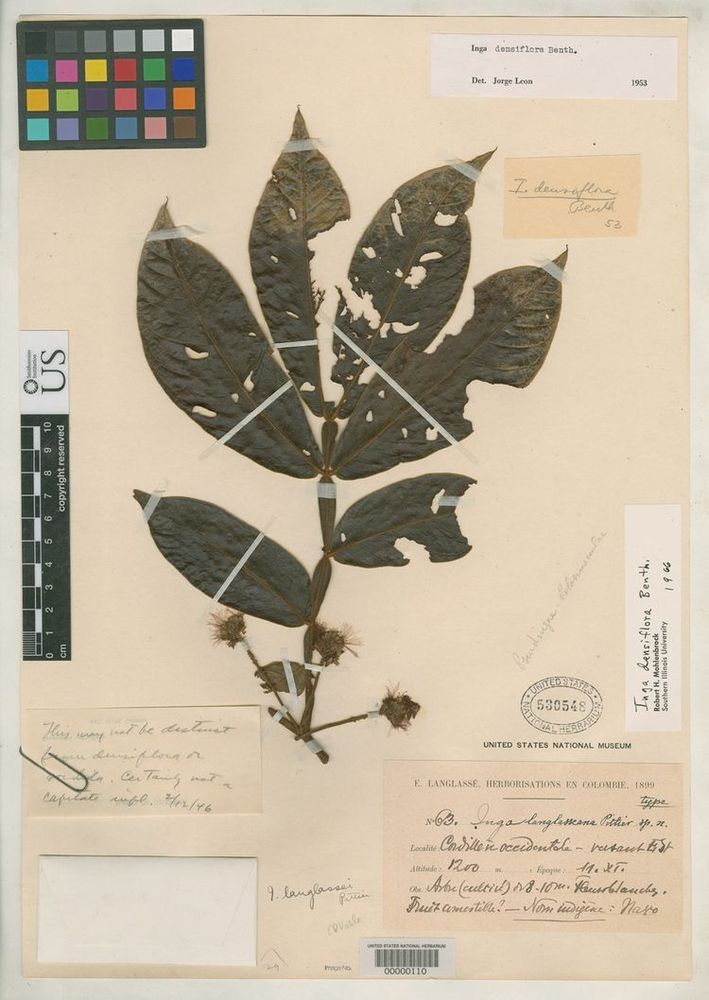 Image of the holotype FABACEAE: Inga langlasseana.  http://creativecommons.org/publicdomain/zero/1.0/