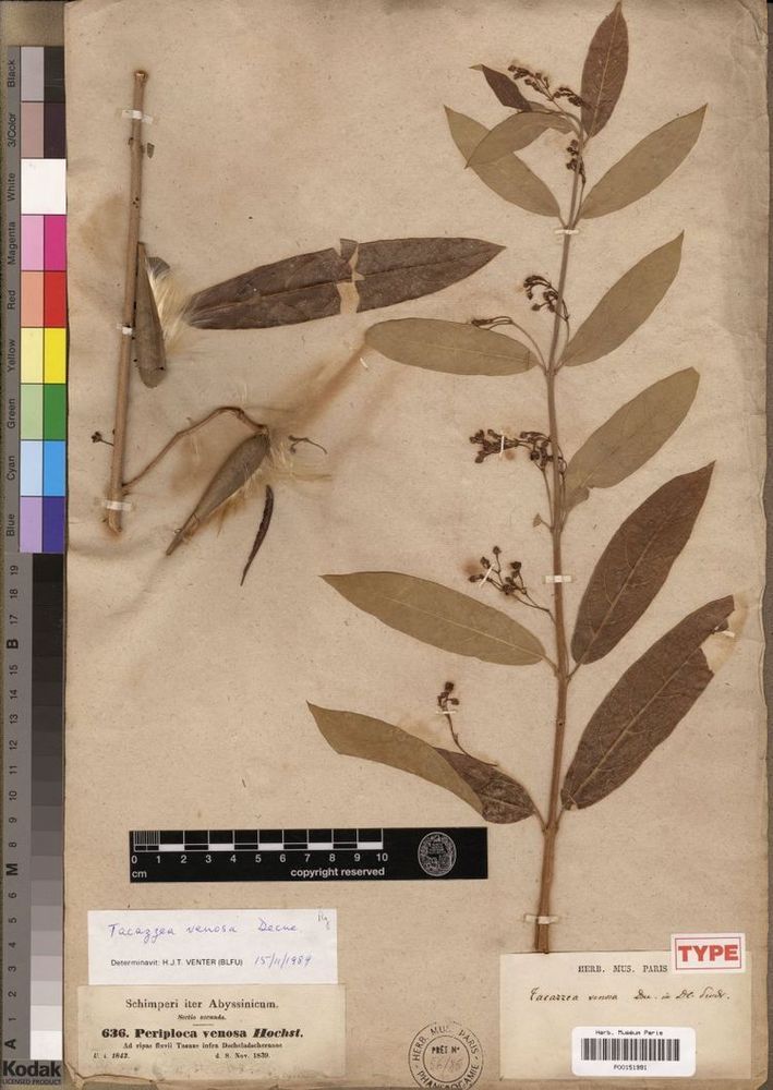 Image of the holotype APOCYNACEAE: Tacazzea venosa Decne..  http://creativecommons.org/licenses/by/4.0/